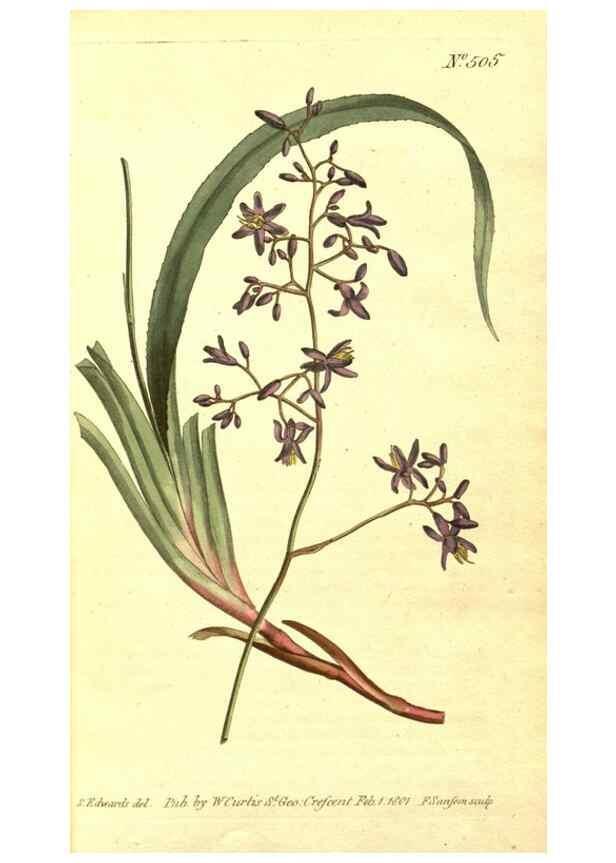 Reproducción/Reproduction 8413242123: Curtis's botanical magazine.. London ;New York [etc.] :Academic Press [etc.]