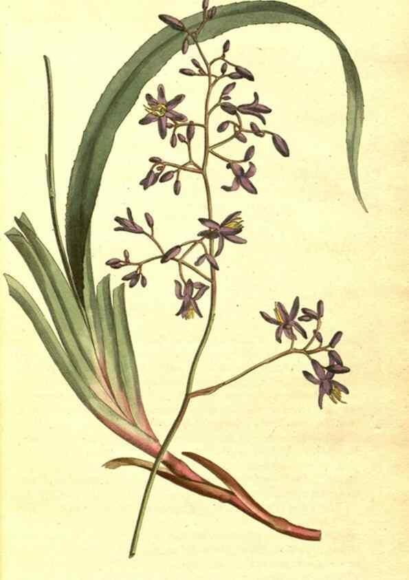 Reproducción/Reproduction 8413242123: Curtis's botanical magazine.. London ;New York [etc.] :Academic Press [etc.]