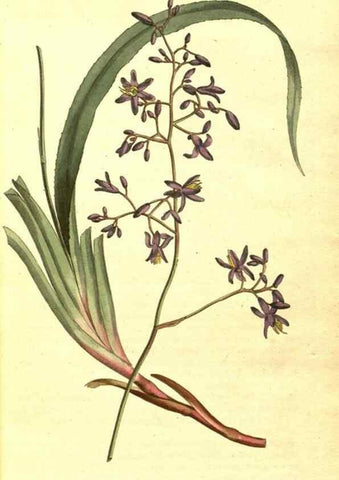 Reproducción/Reproduction 8413242123: Curtis's botanical magazine.. London ;New York [etc.] :Academic Press [etc.]