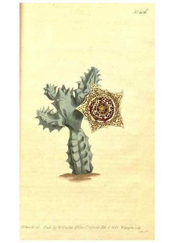 Reproducción/Reproduction 8413242721: Curtis's botanical magazine.. London ;New York [etc.] :Academic Press [etc.]
