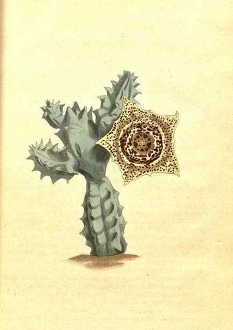 Reproducción/Reproduction 8413242721: Curtis's botanical magazine.. London ;New York [etc.] :Academic Press [etc.]
