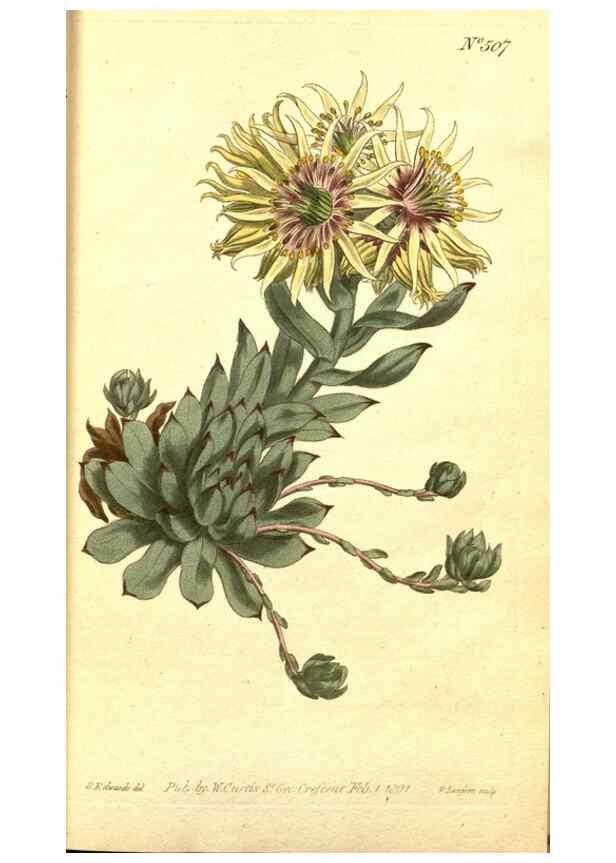 Reproducción/Reproduction 8414341856: Curtis's botanical magazine.. London ;New York [etc.] :Academic Press [etc.]
