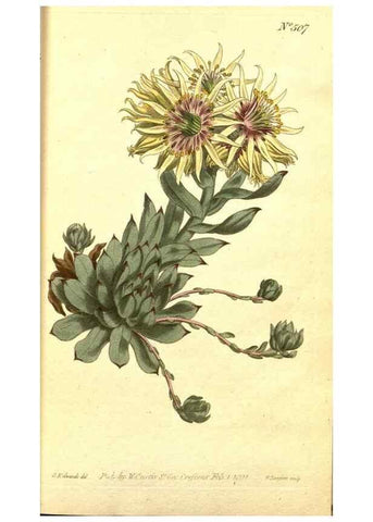 Reproducción/Reproduction 8414341856: Curtis's botanical magazine.. London ;New York [etc.] :Academic Press [etc.]