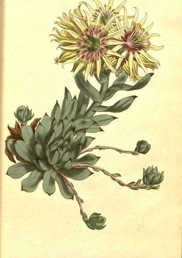 Reproducción/Reproduction 8414341856: Curtis's botanical magazine.. London ;New York [etc.] :Academic Press [etc.]