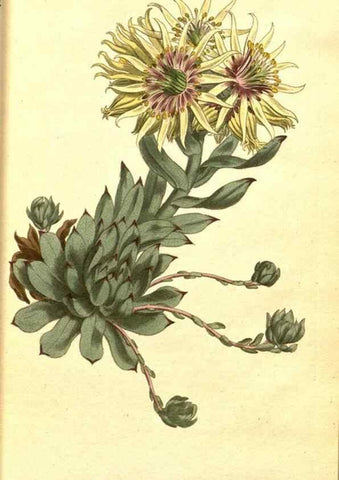 Reproducción/Reproduction 8414341856: Curtis's botanical magazine.. London ;New York [etc.] :Academic Press [etc.]