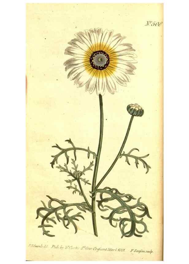 Reproducción/Reproduction 8413243693: Curtis's botanical magazine.. London ;New York [etc.] :Academic Press [etc.]