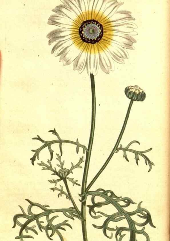 Reproducción/Reproduction 8413243693: Curtis's botanical magazine.. London ;New York [etc.] :Academic Press [etc.]