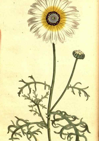 Reproducción/Reproduction 8413243693: Curtis's botanical magazine.. London ;New York [etc.] :Academic Press [etc.]