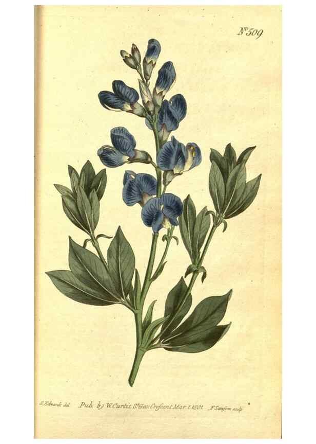 Reproducción/Reproduction 8414343068: Curtis's botanical magazine.. London ;New York [etc.] :Academic Press [etc.]