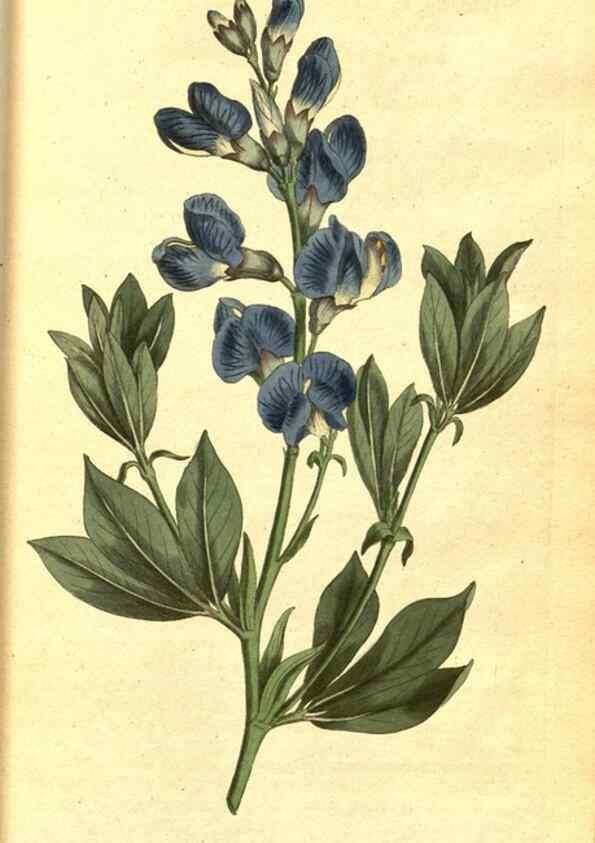 Reproducción/Reproduction 8414343068: Curtis's botanical magazine.. London ;New York [etc.] :Academic Press [etc.]