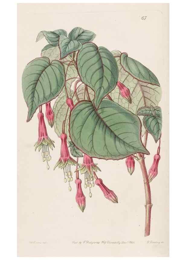 Reproducción/Reproduction 8412256946: Edwards's botanical register.. London :James Ridgway,1829-1847.