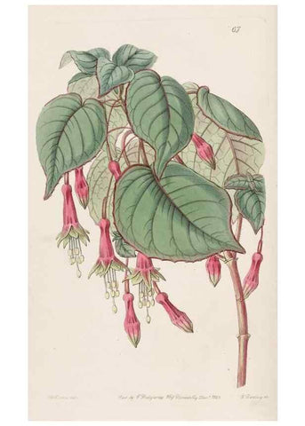 Reproducción/Reproduction 8412256946: Edwards's botanical register.. London :James Ridgway,1829-1847.