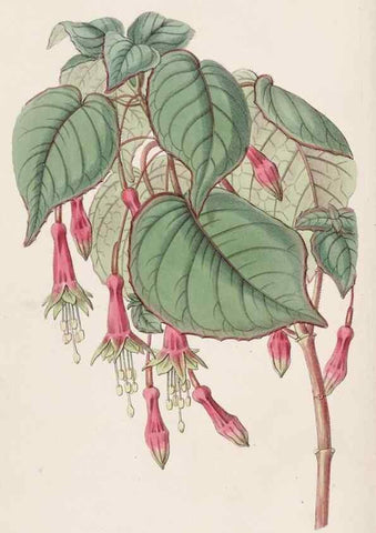 Reproducción/Reproduction 8412256946: Edwards's botanical register.. London :James Ridgway,1829-1847.