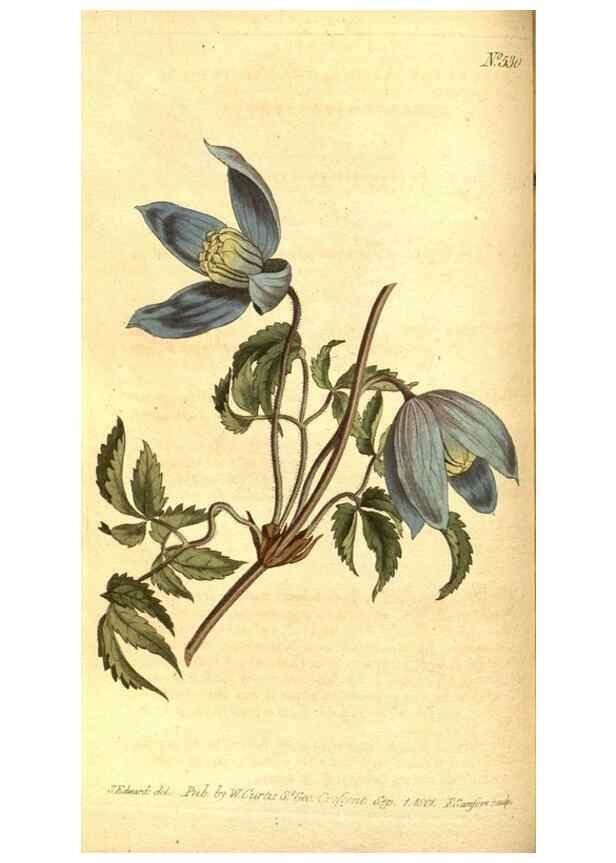 Reproducción/Reproduction 8414357378: Curtis's botanical magazine.. London ;New York [etc.] :Academic Press [etc.]