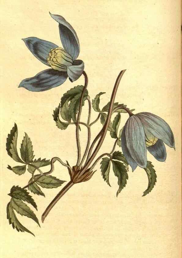 Reproducción/Reproduction 8414357378: Curtis's botanical magazine.. London ;New York [etc.] :Academic Press [etc.]