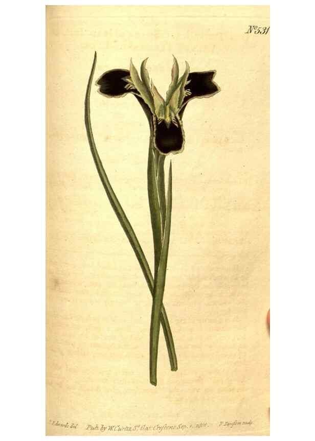 Reproducción/Reproduction 8413259511: Curtis's botanical magazine.. London ;New York [etc.] :Academic Press [etc.]