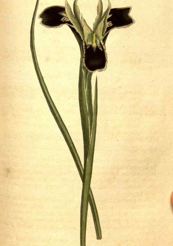 Reproducción/Reproduction 8413259511: Curtis's botanical magazine.. London ;New York [etc.] :Academic Press [etc.]