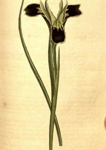 Reproducción/Reproduction 8413259511: Curtis's botanical magazine.. London ;New York [etc.] :Academic Press [etc.]