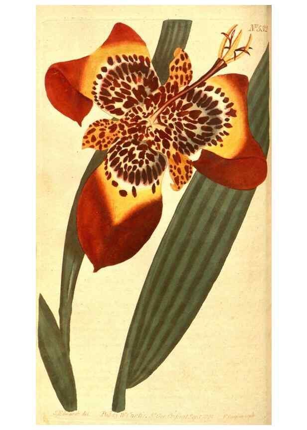 Reproducción/Reproduction 8413260085: Curtis's botanical magazine.. London ;New York [etc.] :Academic Press [etc.]