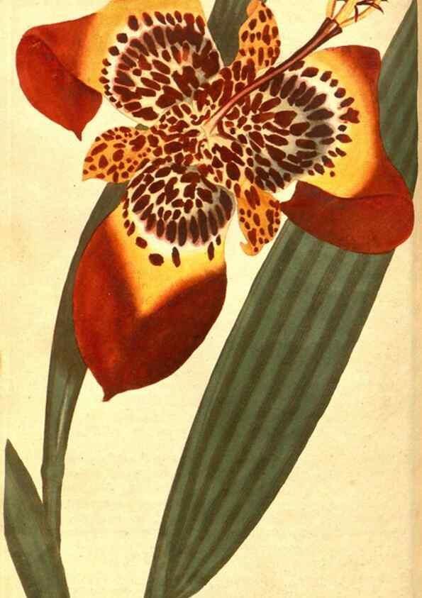 Reproducción/Reproduction 8413260085: Curtis's botanical magazine.. London ;New York [etc.] :Academic Press [etc.]