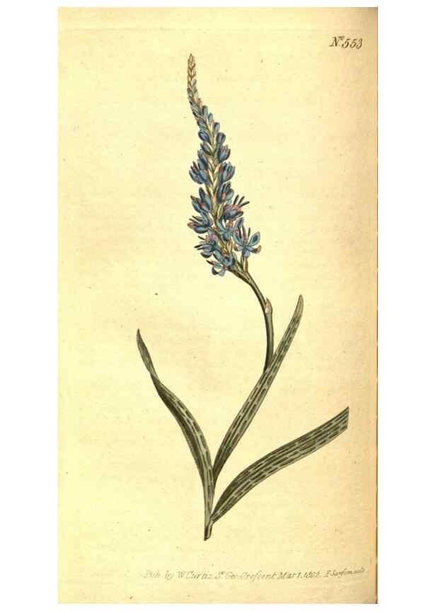 Reproducción/Reproduction 8414372426: Curtis's botanical magazine.. London ;New York [etc.] :Academic Press [etc.]