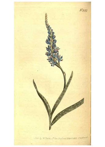 Reproducción/Reproduction 8414372426: Curtis's botanical magazine.. London ;New York [etc.] :Academic Press [etc.]