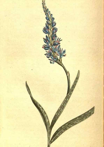 Reproducción/Reproduction 8414372426: Curtis's botanical magazine.. London ;New York [etc.] :Academic Press [etc.]