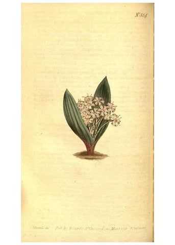 Reproducción/Reproduction 8414373134: Curtis's botanical magazine.. London ;New York [etc.] :Academic Press [etc.]