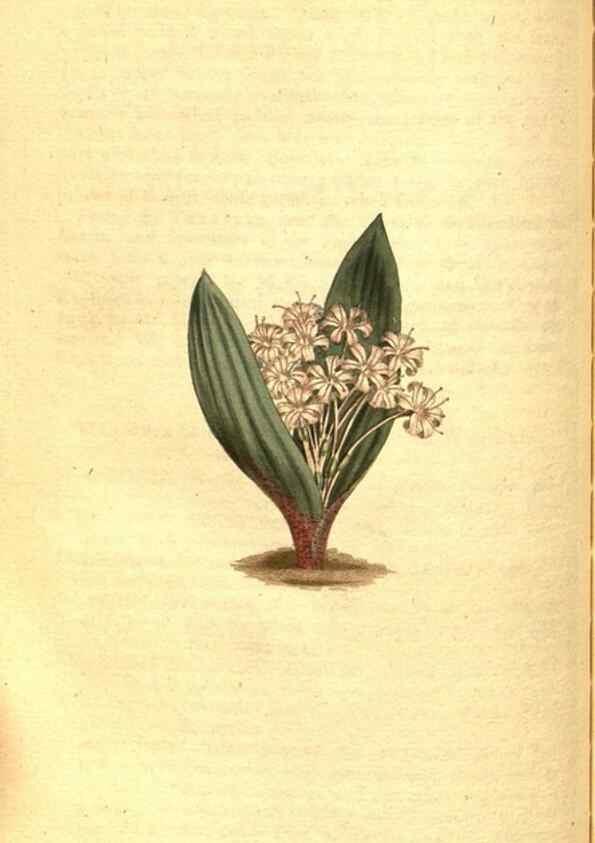 Reproducción/Reproduction 8414373134: Curtis's botanical magazine.. London ;New York [etc.] :Academic Press [etc.]