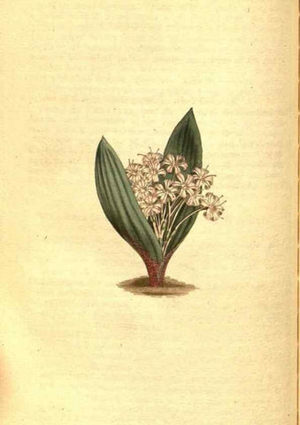 Reproducción/Reproduction 8414373134: Curtis's botanical magazine.. London ;New York [etc.] :Academic Press [etc.]