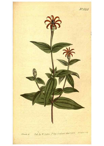 Reproducción/Reproduction 8414373716: Curtis's botanical magazine.. London ;New York [etc.] :Academic Press [etc.]