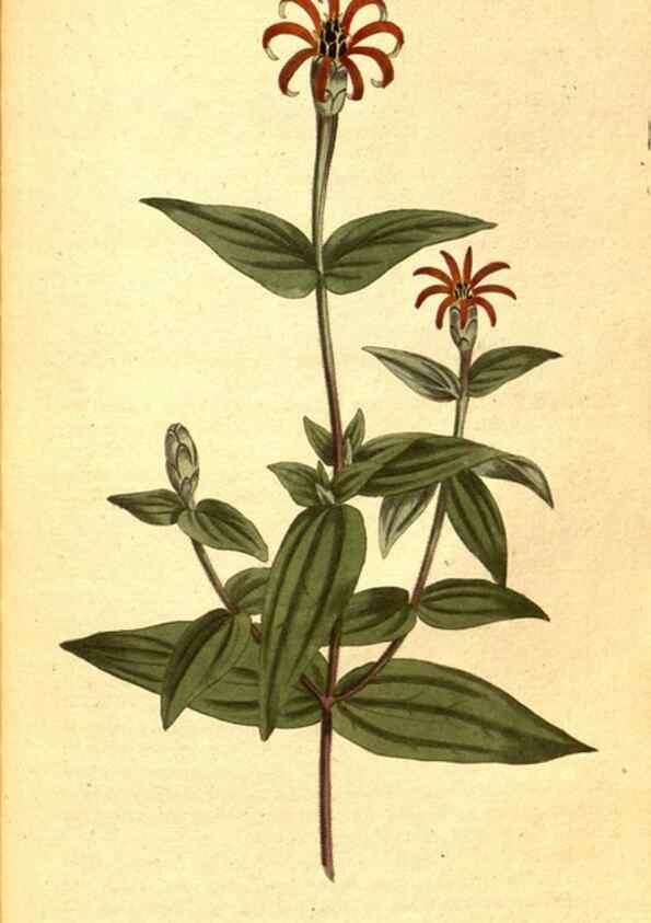 Reproducción/Reproduction 8414373716: Curtis's botanical magazine.. London ;New York [etc.] :Academic Press [etc.]