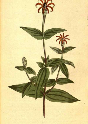 Reproducción/Reproduction 8414373716: Curtis's botanical magazine.. London ;New York [etc.] :Academic Press [etc.]