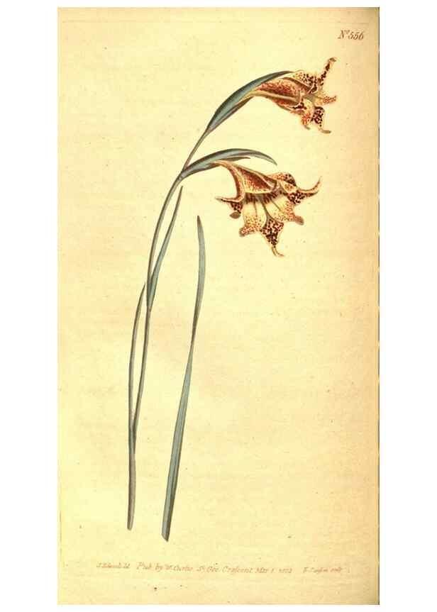 Reproducción/Reproduction 8414374432: Curtis's botanical magazine.. London ;New York [etc.] :Academic Press [etc.]