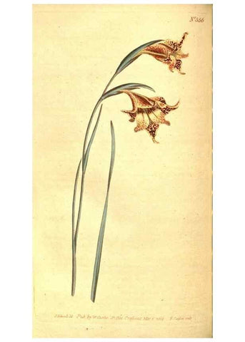 Reproducción/Reproduction 8414374432: Curtis's botanical magazine.. London ;New York [etc.] :Academic Press [etc.]