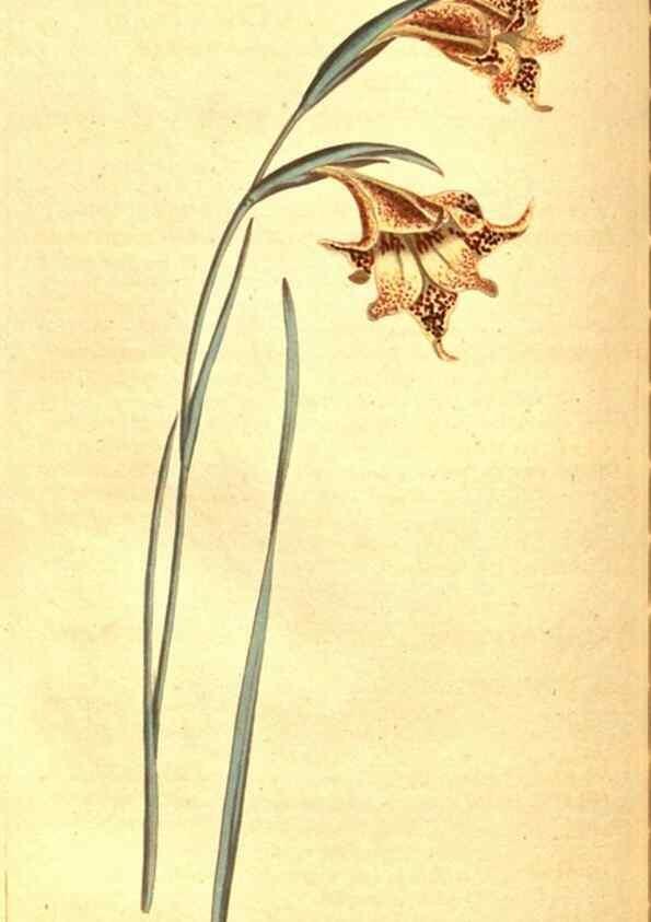 Reproducción/Reproduction 8414374432: Curtis's botanical magazine.. London ;New York [etc.] :Academic Press [etc.]