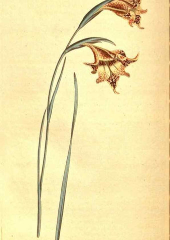 Reproducción/Reproduction 8414374432: Curtis's botanical magazine.. London ;New York [etc.] :Academic Press [etc.]