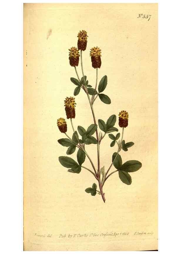 Reproducción/Reproduction 8413276695: Curtis's botanical magazine.. London ;New York [etc.] :Academic Press [etc.]
