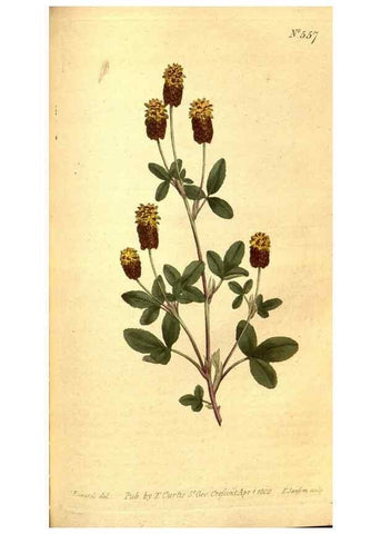 Reproducción/Reproduction 8413276695: Curtis's botanical magazine.. London ;New York [etc.] :Academic Press [etc.]