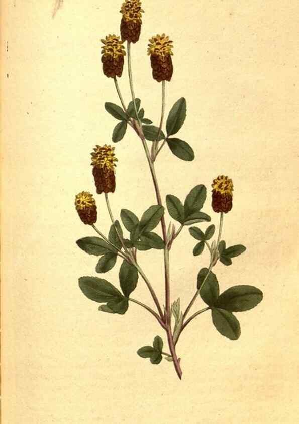 Reproducción/Reproduction 8413276695: Curtis's botanical magazine.. London ;New York [etc.] :Academic Press [etc.]