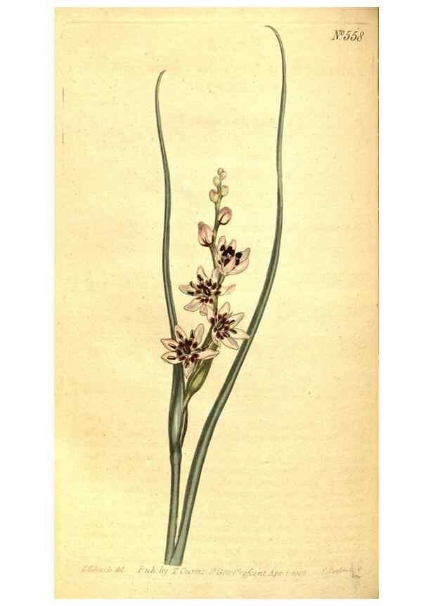 Reproducción/Reproduction 8413277369: Curtis's botanical magazine.. London ;New York [etc.] :Academic Press [etc.]