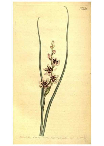 Reproducción/Reproduction 8413277369: Curtis's botanical magazine.. London ;New York [etc.] :Academic Press [etc.]