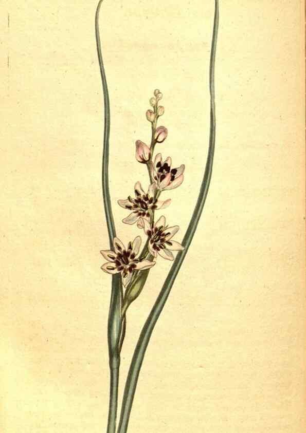 Reproducción/Reproduction 8413277369: Curtis's botanical magazine.. London ;New York [etc.] :Academic Press [etc.]