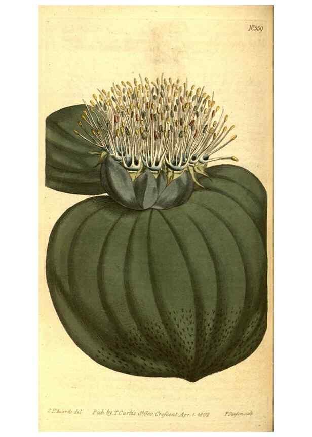 Reproducción/Reproduction 8414376608: Curtis's botanical magazine.. London ;New York [etc.] :Academic Press [etc.]