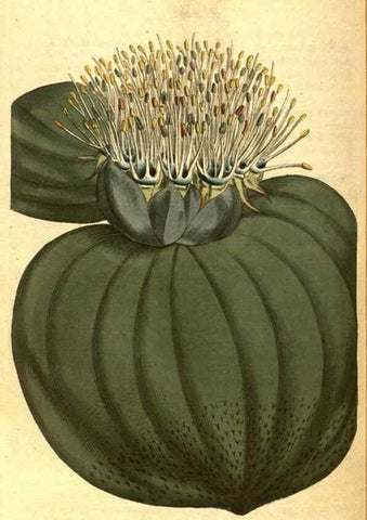 Reproducción/Reproduction 8414376608: Curtis's botanical magazine.. London ;New York [etc.] :Academic Press [etc.]