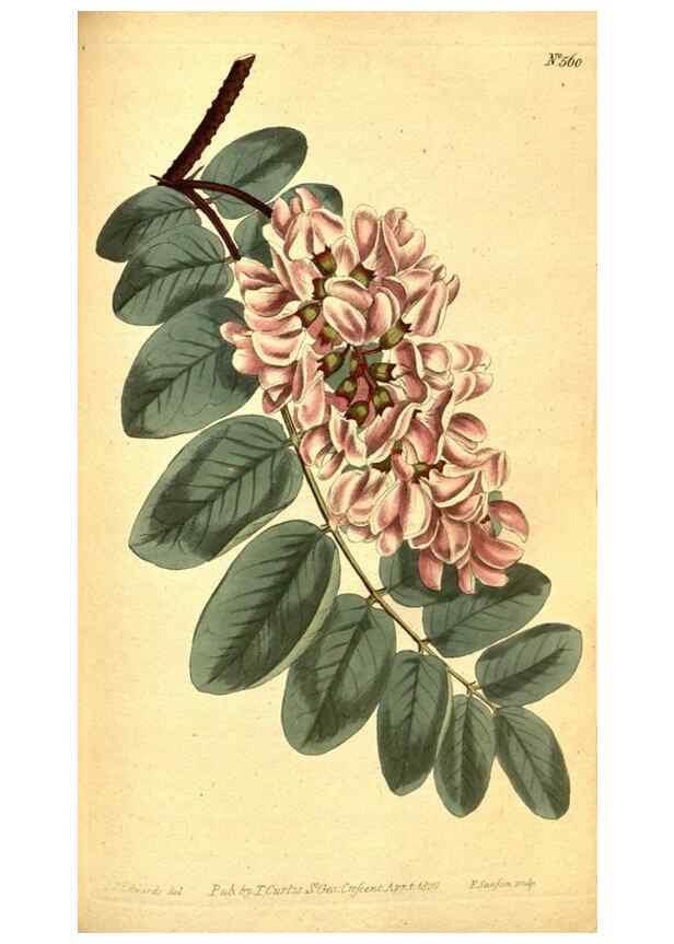 Reproducción/Reproduction 8414377130: Curtis's botanical magazine.. London ;New York [etc.] :Academic Press [etc.]