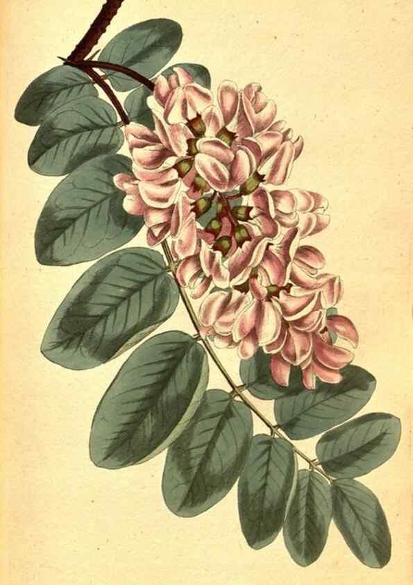 Reproducción/Reproduction 8414377130: Curtis's botanical magazine.. London ;New York [etc.] :Academic Press [etc.]