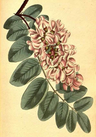 Reproducción/Reproduction 8414377130: Curtis's botanical magazine.. London ;New York [etc.] :Academic Press [etc.]