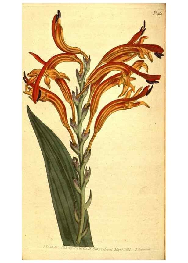 Reproducción/Reproduction 8414377708: Curtis's botanical magazine.. London ;New York [etc.] :Academic Press [etc.]