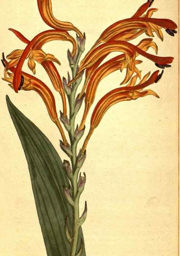 Reproducción/Reproduction 8414377708: Curtis's botanical magazine.. London ;New York [etc.] :Academic Press [etc.]